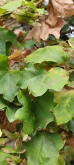 Acer campestre