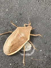 Chlorochroa senilis