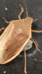 Chlorochroa senilis