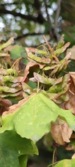 Acer campestre