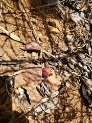 Eugenia sessiliflora