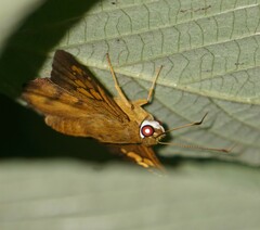 Nascus phocus