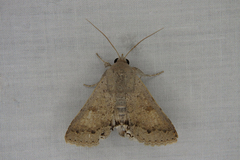 Pandesma submurina