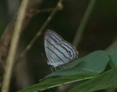 Cepheuptychia glaucina