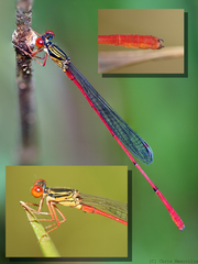 Megalagrion calliphya