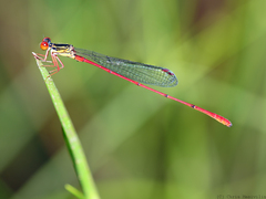 Megalagrion calliphya