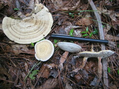 Microporellus dealbatus