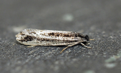 Nemapogon rileyi