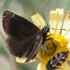 Pholisora
