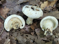 Lactifluus subvellereus