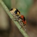 Dasymutilla arachnoides - Photo 由 Josue Ramos Galdamez 所上傳的 (c) Josue Ramos Galdamez，保留部份權利CC BY-NC