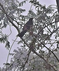 Turdus serranus