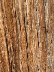 Juniperus occidentalis