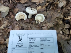 Lactifluus subvellereus