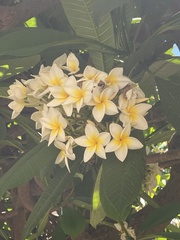Plumeria