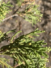 Juniperus occidentalis