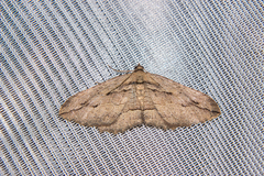 Austrocidaria gobiata