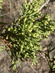 Juniperus occidentalis