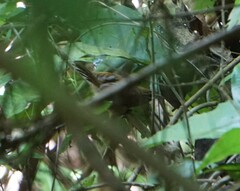 Cantorchilus modestus