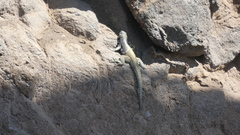 Microlophus quadrivittatus