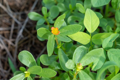 Portulaca umbraticola