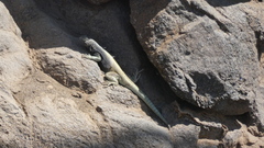 Microlophus quadrivittatus