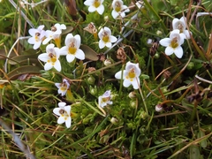 Euphrasia dyeri