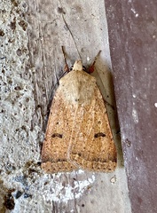 Dichagyris variabilis