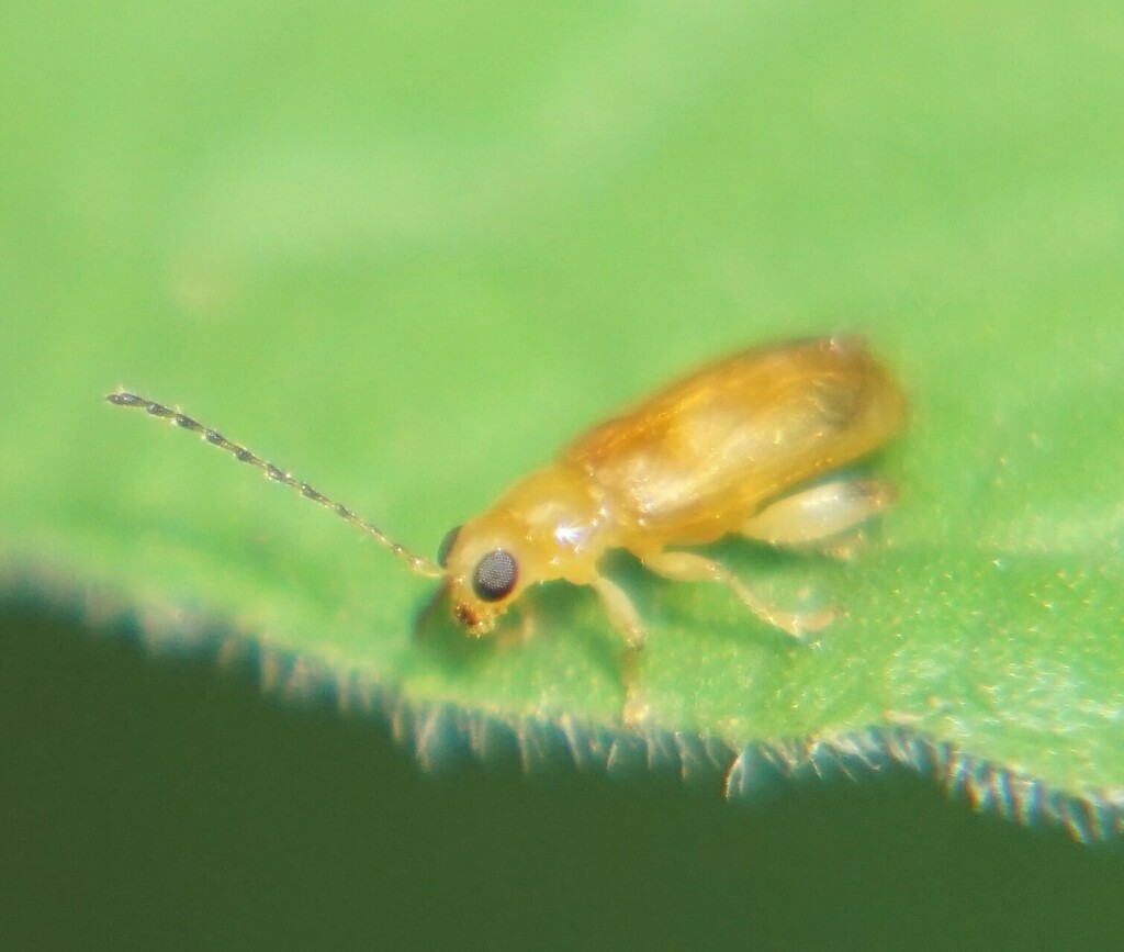 Monolepta from Villanueva, Honduras on August 11, 2022 at 1216 PM by