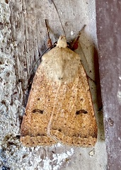 Dichagyris variabilis