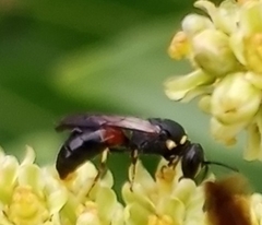 Hylaeus ornatus