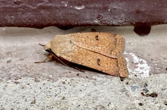 Dichagyris variabilis