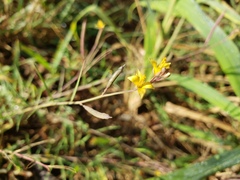 Cleome stenophylla