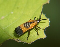 Oxychalepus balyanus