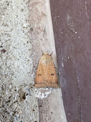 Dichagyris variabilis