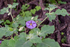 Lycianthes dejecta