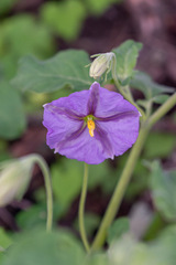 Lycianthes dejecta