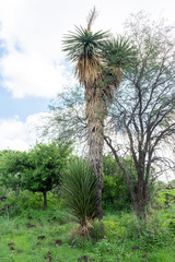 Yucca carnerosana