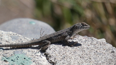 Liolaemus monticola