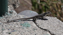 Liolaemus monticola