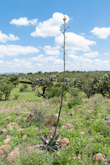 Agave durangensis