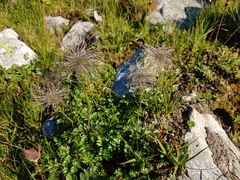 Pulsatilla alpina