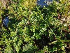 Pulsatilla alpina