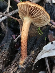 Pholiota multicingulata