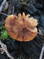Pholiota multicingulata
