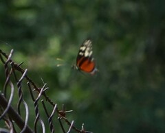 Heliconius hecale