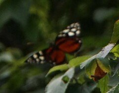 Heliconius hecale