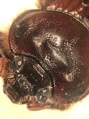 Eucanthus lazarus