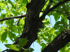 Sitta carolinensis