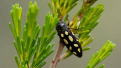 Castiarina parallela